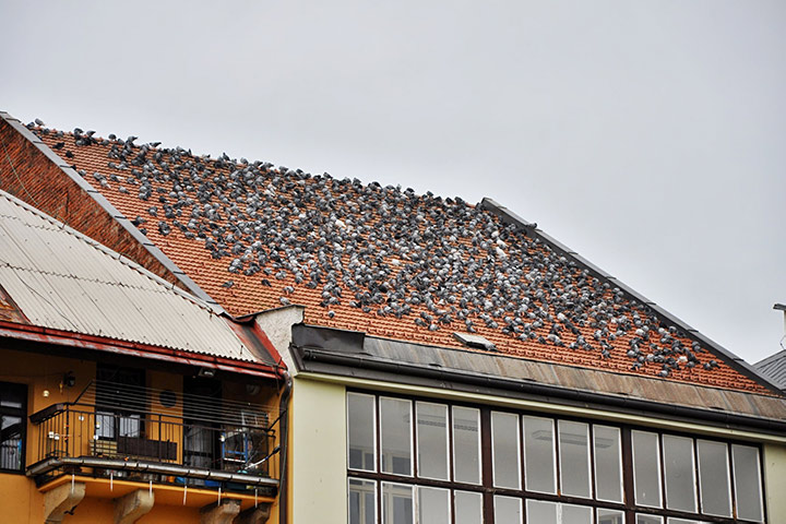 A2B Pest Control are able to install spikes to deter birds from roofs in Forest Hill. 