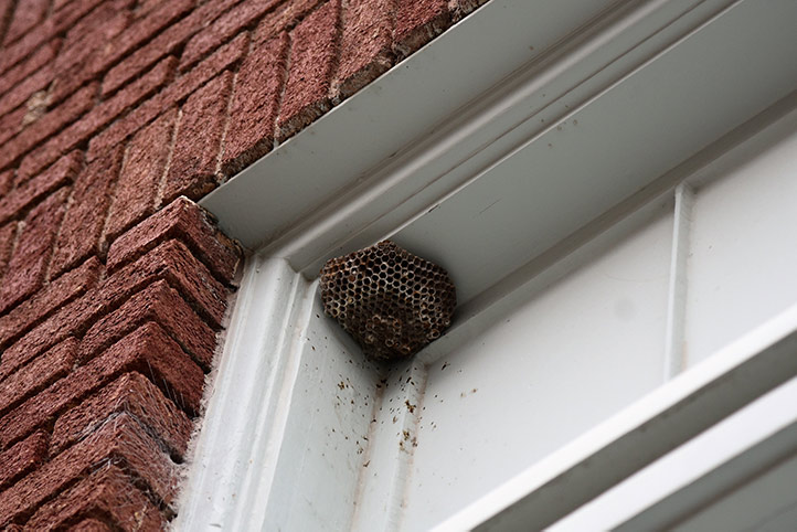 We provide a wasp nest removal service for domestic and commercial properties in Forest Hill.